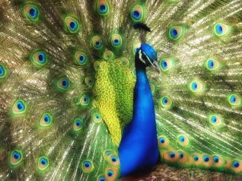 Peacock at the City of Ten Thousand Buddhas